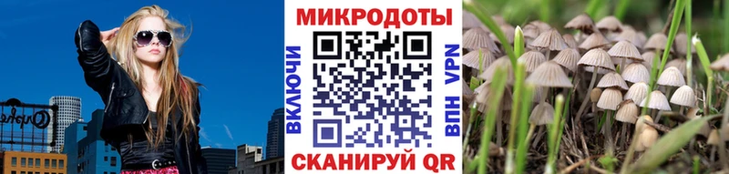Купить где Сасово Галлюциногенные грибы Cubensis